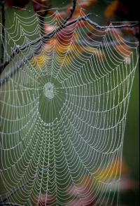 Spider Web